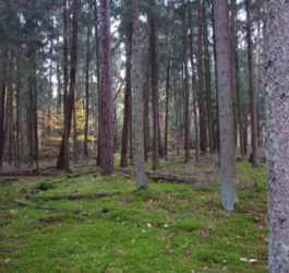 Kindermode auf dem Holzweg