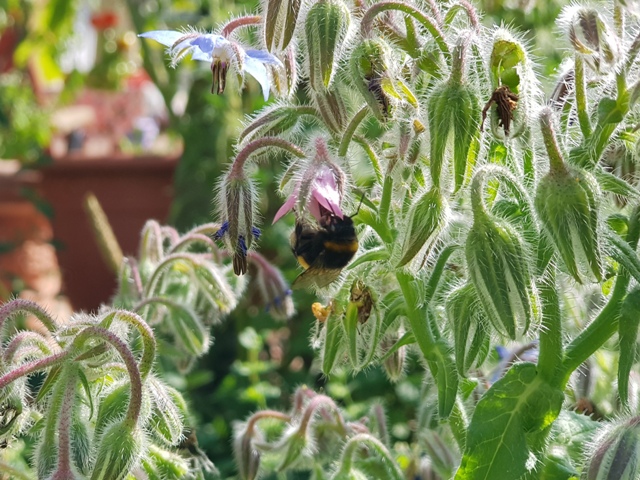 Schwer bei der Arbeit - die Hummel ist der dicke, große Buddy der Biene