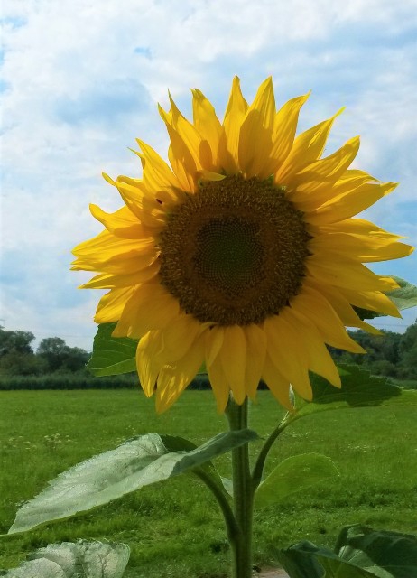 Sonnenblume